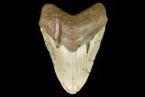 Fossil Megalodon Tooth - North Carolina #124641-1